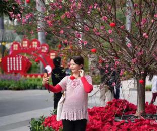 东石桃花公园(王平)